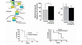 Identification and Characterization of Neural Stem Cells: Why is This so Darned Difficult?