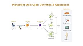 Modeling Human Neurological Disease with Induced Pluripotent Stem Cells