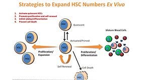 New Tools for the Ex Vivo Expansion of Human Hematopoietic Stem and Progenitor Cells