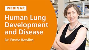 Human Lung Development and Disease: Lessons from Organoids