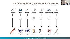 From hPSCs to Immune Cells: Generating Dendritic Cells by Direct Cell Reprogramming