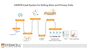 Optimized Workflows for High-Efficiency Genome Editing in Stem and Primary Cell Types