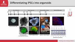 iPSCs As Models, Part 1: What Are Induced Pluripotent Stem Cells and How Do You Use Them?