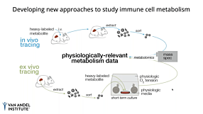 Using Stable Isotope Tracing to Study CD8+ Immune Cell Dynamics In Vivo