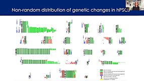 From hPSCs to Immune Cells: Mechanisms of Selection in Human Pluripotent Stem Cell Cultures