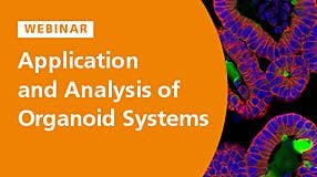 Applications and Analysis of Organoids