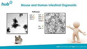 Patient-Derived Organoids for Drug Screening and Development