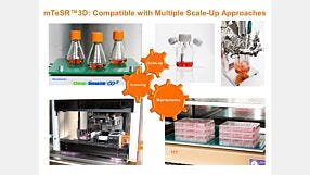 mTeSR™3D for Expansion and Scale Up of Human Pluripotent Stem Cell Cultures 