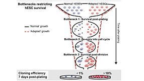 Genetic Stability of Human Pluripotent Stem Cells