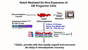 Targeting Self-Renewal Function in Normal Hematopoietic and Leukemic Stem Cells