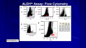 Development and Validation of a Rapid ALDHbr-Based Cord Blood Potency Assay