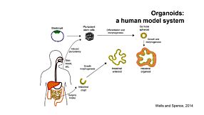 Dr. Heather McCauley discusses the use of hPSC-derived intestinal organoids to study intestinal deficiencies.