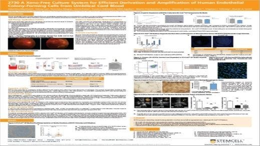 A Xeno-Free Culture System for Efficient Derivation and Amplification of Human Endothelial Colony-Forming Cells from Umbilical Cord Blood