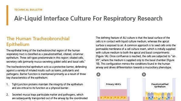 Air-Liquid Interface Culture for Respiratory Research