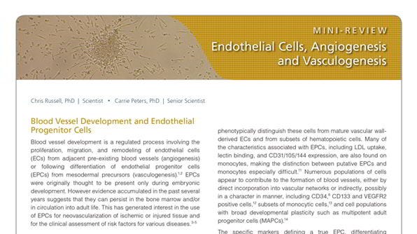 Endothelial Cells, Angiogenesis, and Vasculogenesis