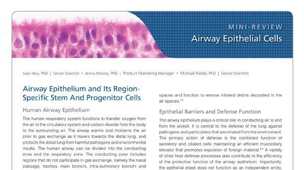 Airway Epithelial Cells of the Human Respiratory System