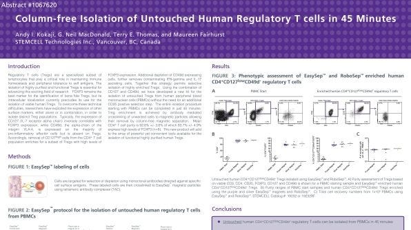 Immunomagnetic Cell Isolation of Untouched Human Regulatory T Cells
