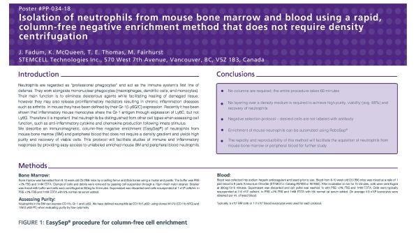 Isolation of Neutrophils from Mouse Bone Marrow and Blood Using a Rapid
