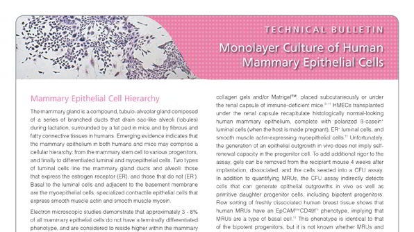 Monolayer Culture of Human Mammary Epithelial Cells