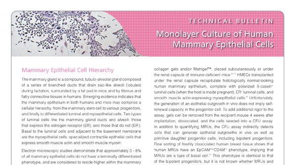 Monolayer Culture of Human Mammary Epithelial Cells