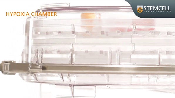 How to Assemble and Purge the Hypoxia Incubator Chamber
