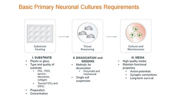 Standardized Primary Neuronal Culture with NeuroCult™ SM
