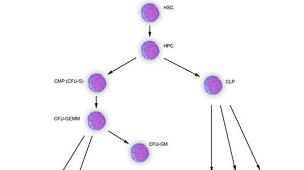 Cytokines and Lineage Choice in Stem Cell Differentiation