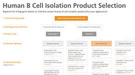 Human B Cell Isolation Product Selection