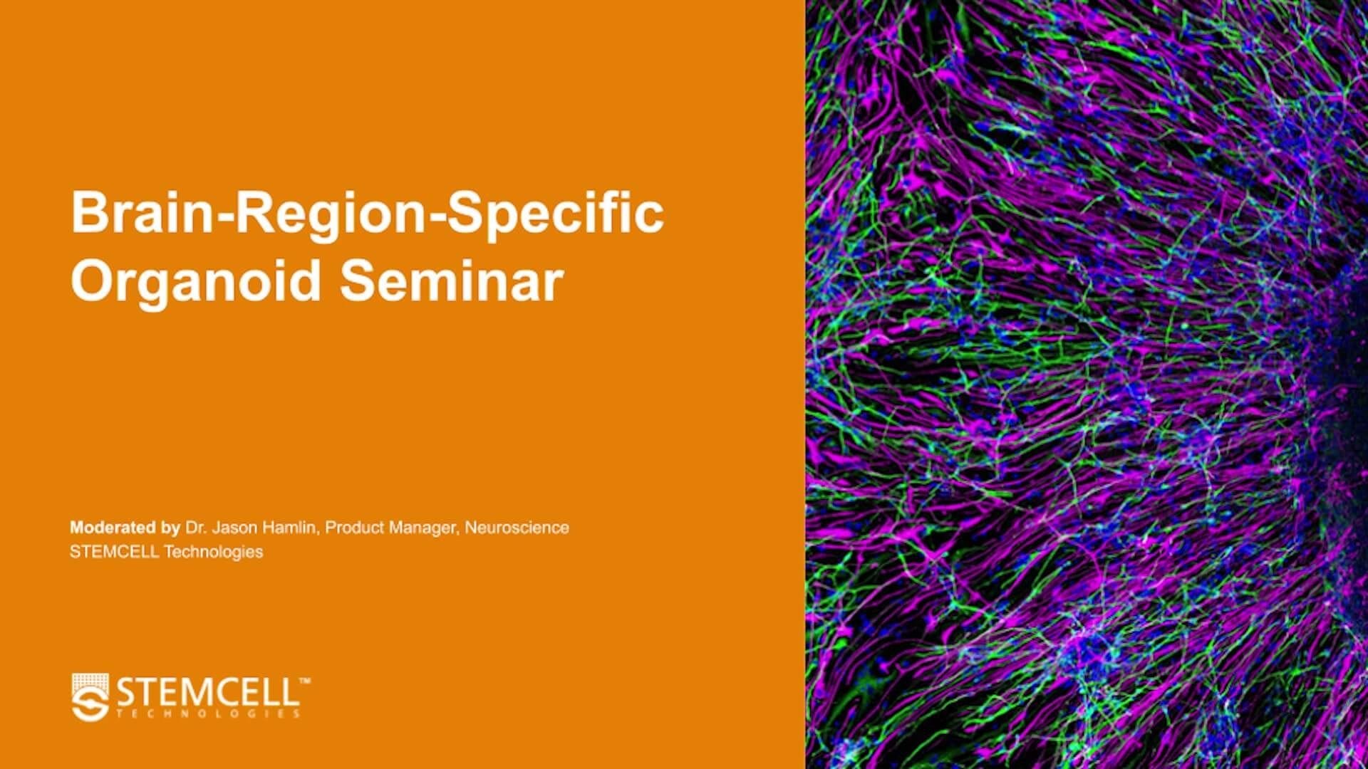 Building Brain Organoids and AssemBloids™ to Study Human Development and Disease