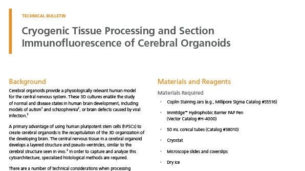 Cryogenic Tissue Processing and Section Immunofluorescence of Cerebral Organoids