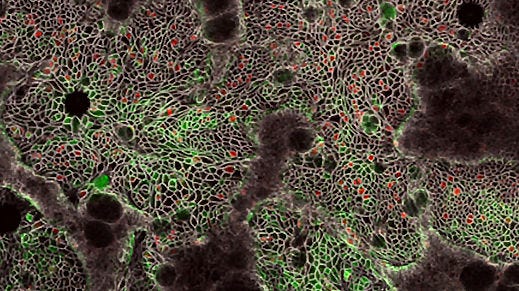 Establishment of 3D Organoid-Derived Hepatic Monolayers Using HepatiCult™ Organoid Initiation Medium (Human)