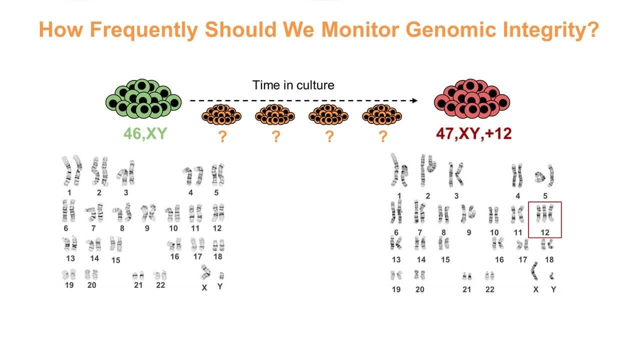 Maintaining and Assessing High-Quality hPSC Cultures