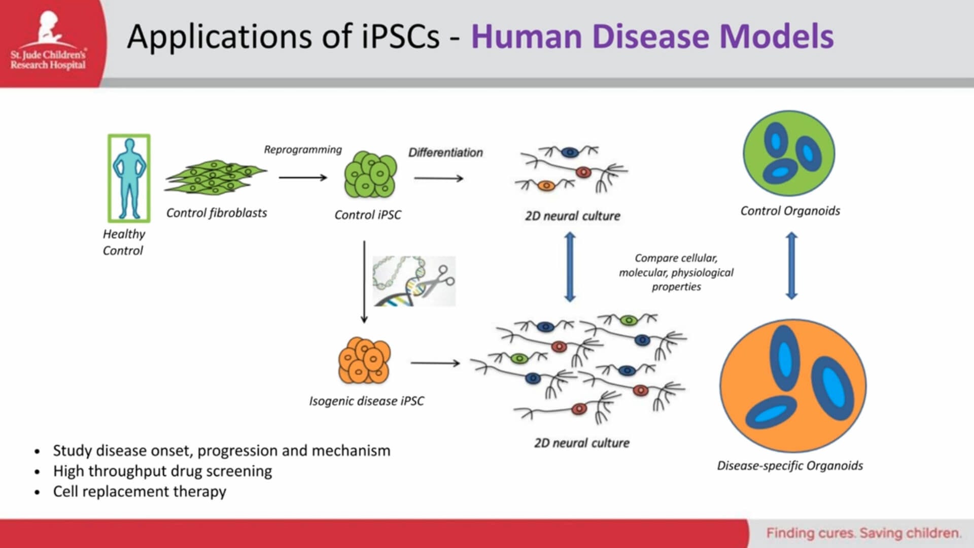 iPSCs As Models, Part 2: Modeling the Human Brain with Organoids