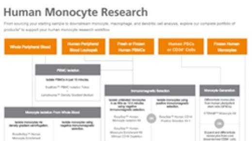 Human Monocyte Research Product Workflow