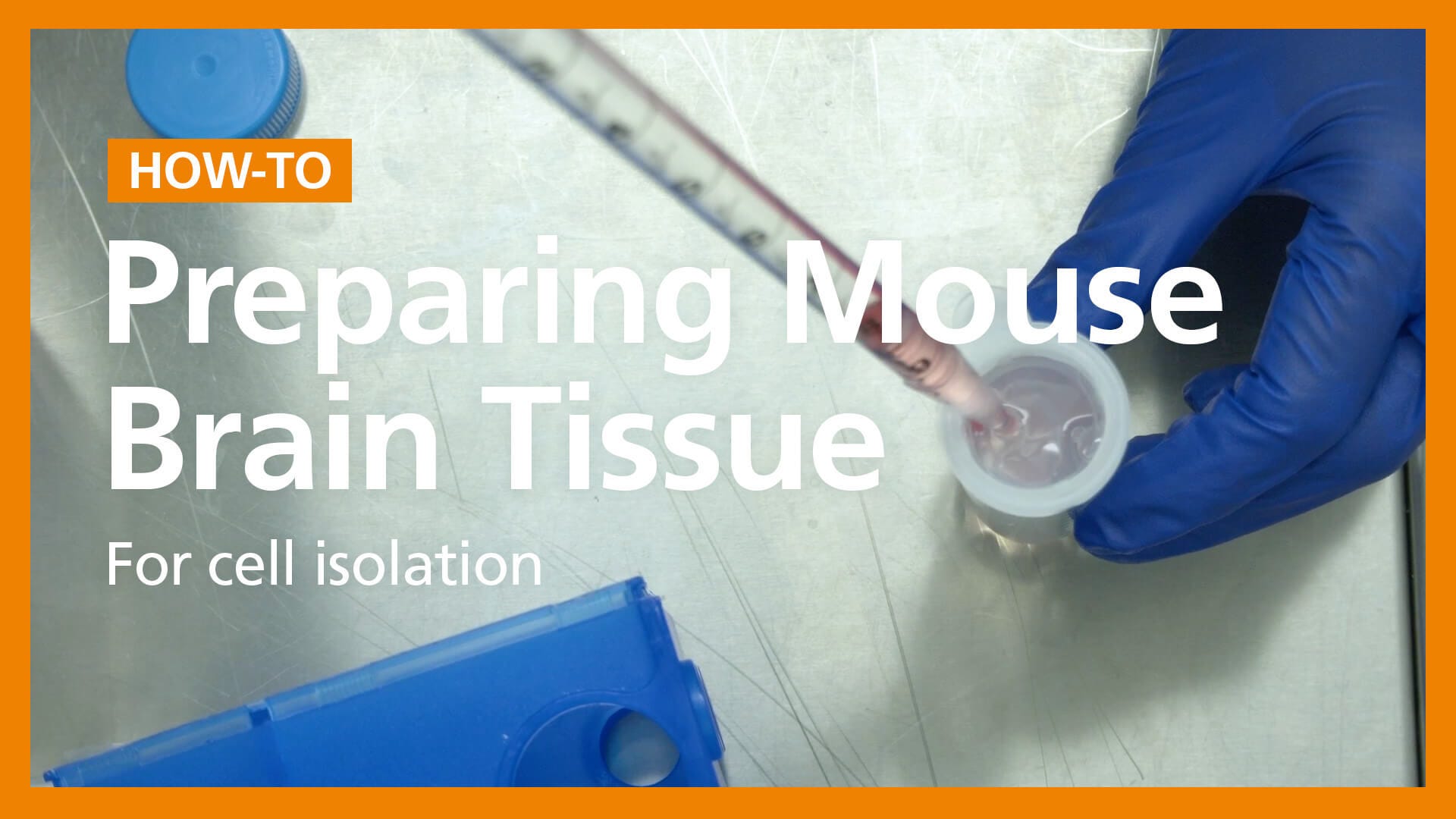 How to Prepare a Single-Cell Suspension from Mouse Brain Tissue