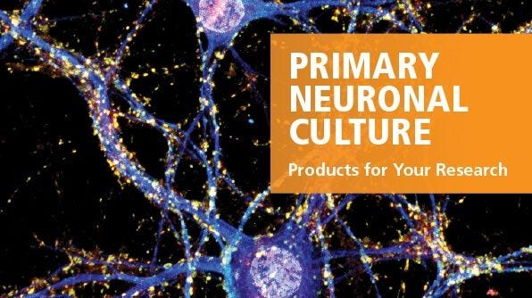 Primary Neuronal Culture: Standardized Media and Reagents