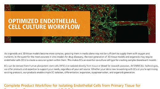 Optimized Endothelial Cell Culture Workflow