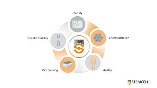Pluripotent Stem Cell Characterization and Banking Services