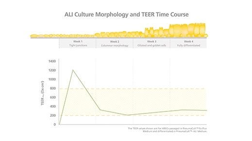 Correlating TEER Values with Air-Liquid Interface Culture Morphology