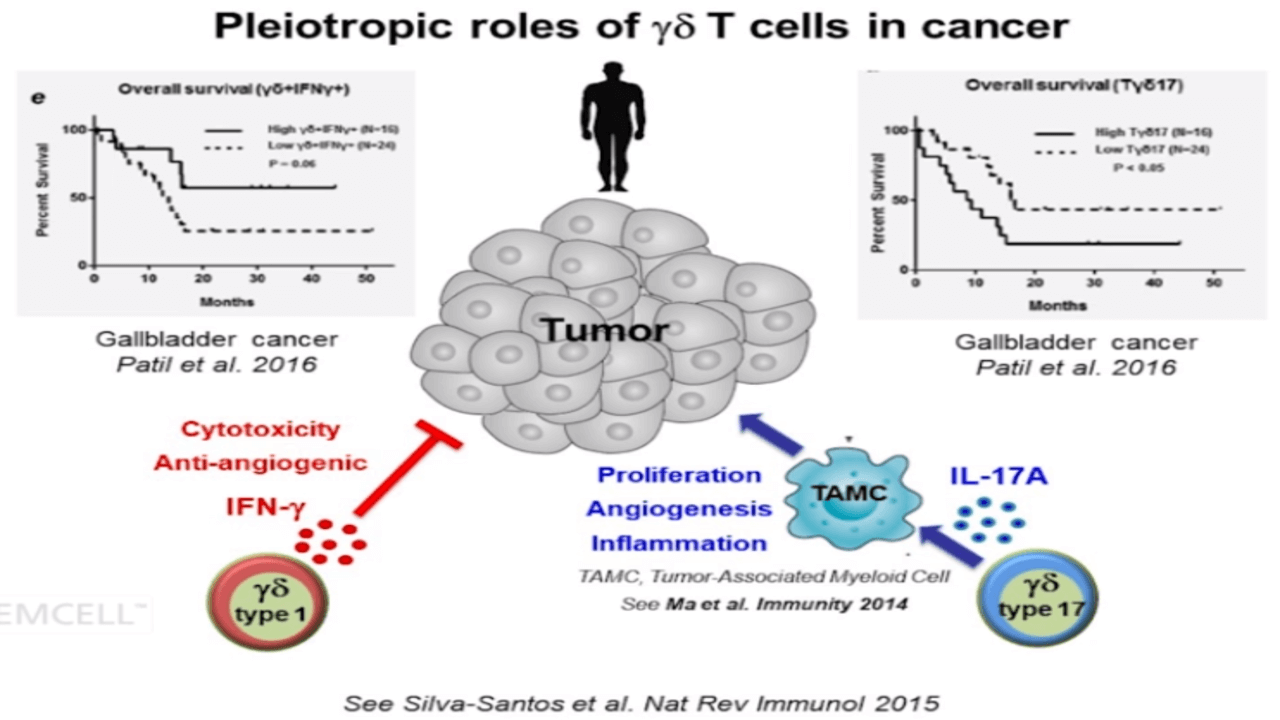T Cell Differentiation and Cancer Immunity