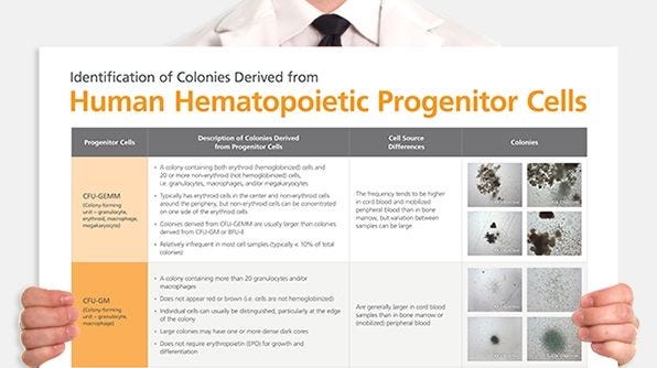Identification of Colonies Derived from Human Hematopoietic Progenitors
