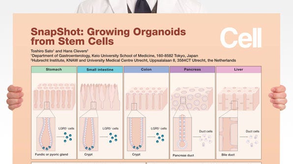 SnapShot: Growing Organoids from Stem Cells