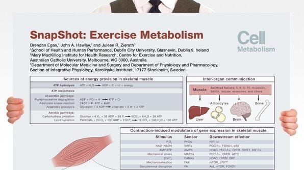 SnapShot: Exercise Metabolism
