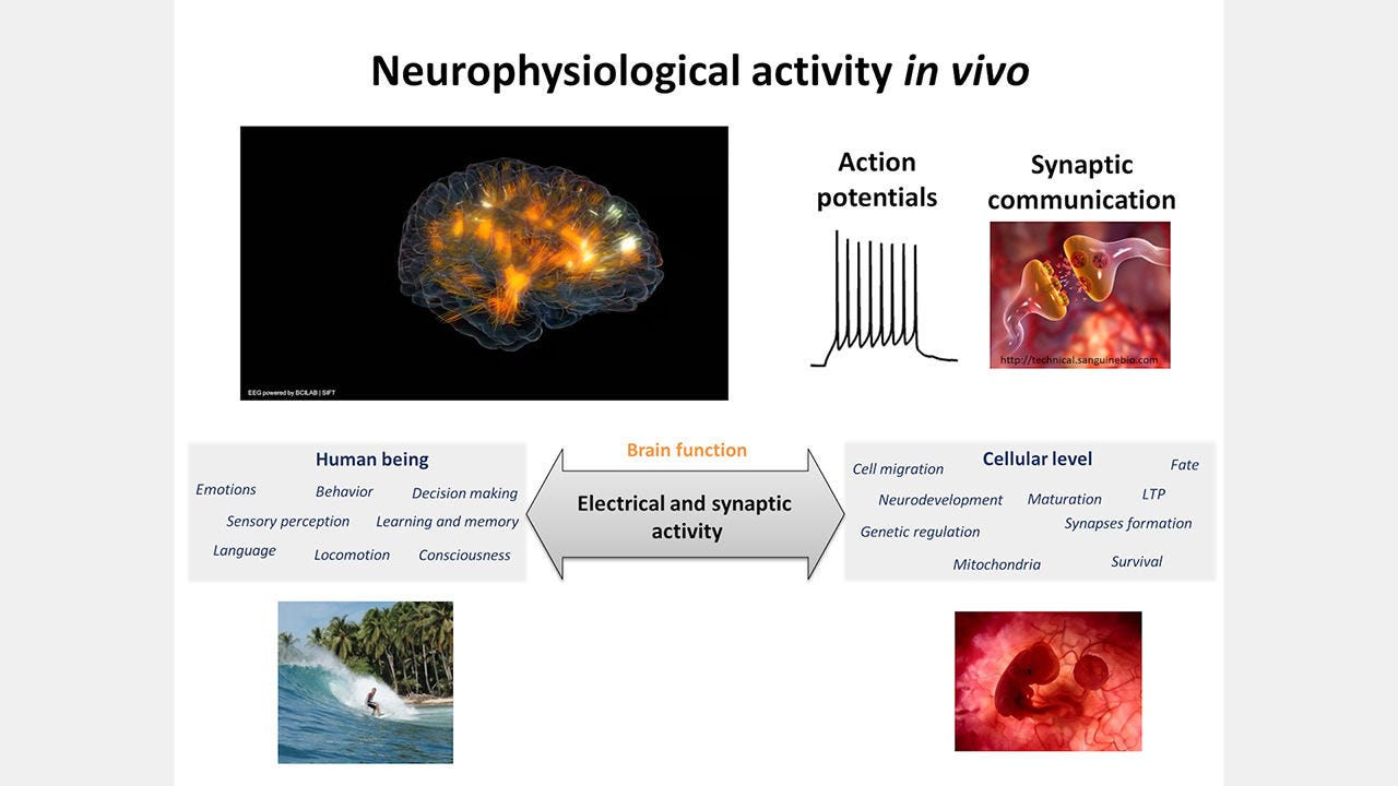 BrainPhys™ Medium Supports the Physiological Activity of Neuronal Tissue in vitro