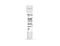 ImmunoCult™ Human CD3/CD28 T Cell Activator