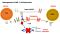 CD8+ TILs and Breast Cancer: Identifying New Opportunities for Immunotherapeutic Intervention