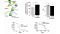 Identification and Characterization of Neural Stem Cells: Why is This so Darned Difficult?