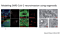 Exploring the Impact of SARS-CoV-2 Infection on the Central Nervous System