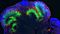 Madeline Lancaster on Brain Organoids: Modeling Human Brain Development in a Dish