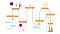 CRISPR-Cas9 Genome Editing of Human NK Cells